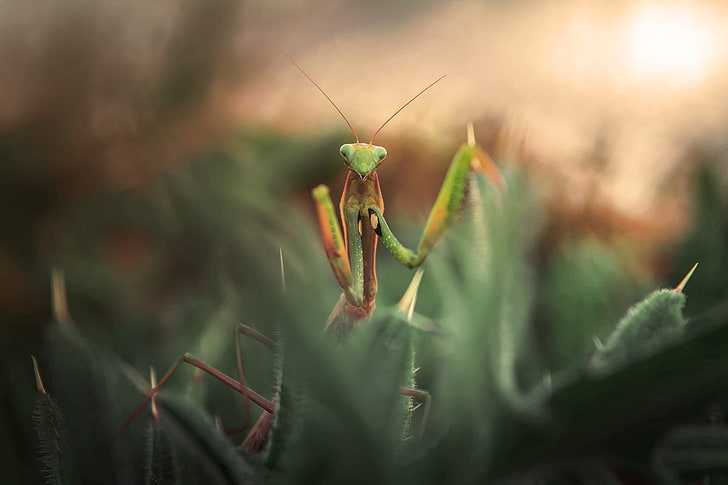 Schärfentiefe, Makro, Gras, Insekt, HD-Hintergrundbild