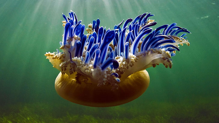 brown and blue jellyfish, Bing, 2017 (Year), animals, jellyfish, HD wallpaper