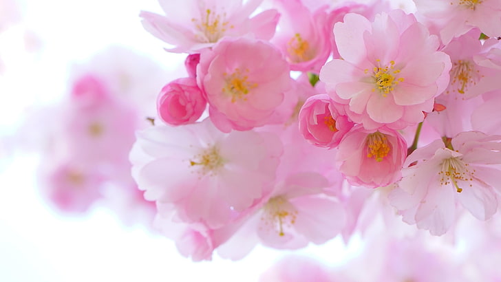 flor, flor, rosado, flor de cerezo, primavera, pétalo, de cerca, rama, Flores rosadas, Fondo de pantalla HD