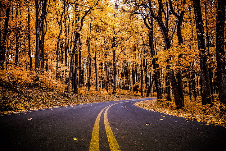 Laub, Wald, 4 K, Weg, Herbst, HD-Hintergrundbild