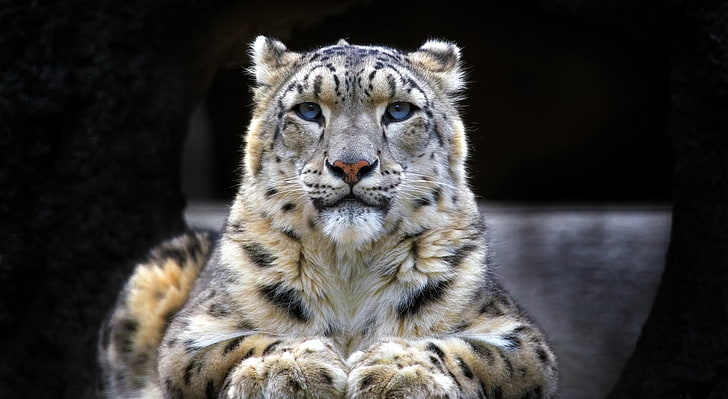 Snow Leopard Sitting On A Rock, albino tiger, Animals, Wild, Rock, Sitting, Leopard, Animal, snow leopard, HD wallpaper