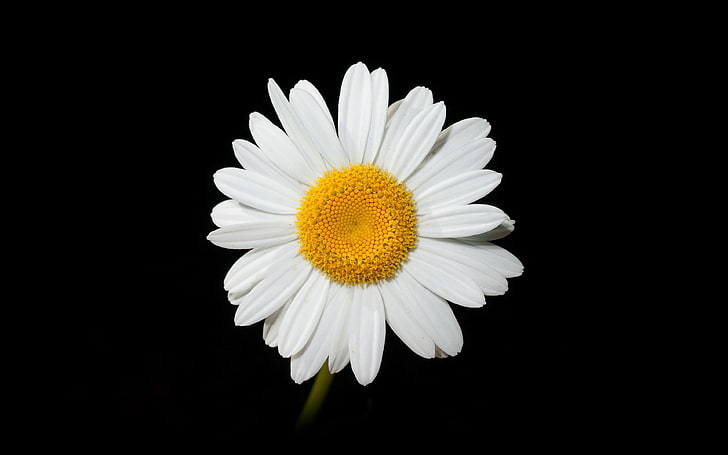 daisy, flower, dark, nature, HD wallpaper