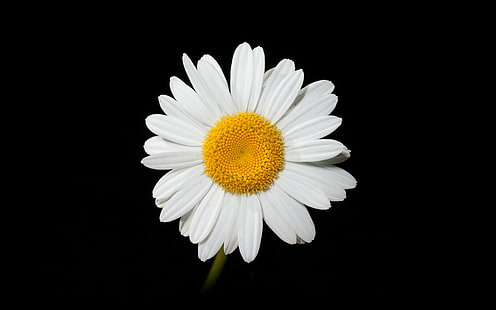 daisy, flower, dark, nature, HD wallpaper HD wallpaper