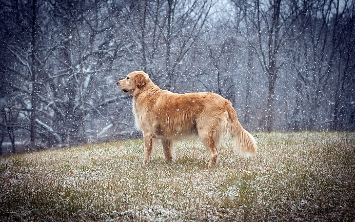 Anjing, Hewan, Golden Retriever, Salju, Musim Dingin, anjing, hewan, golden retriever, salju, musim dingin, Wallpaper HD