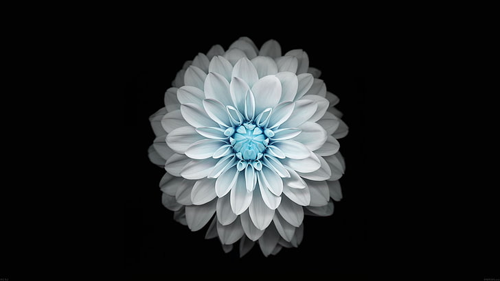 bunga petaled putih-dan-biru, bunga, hitam, latar belakang sederhana, sederhana, alam, cyan, latar belakang hitam, Wallpaper HD
