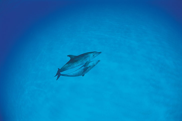 gray dolphin, dolphins, love, ocean, HD wallpaper