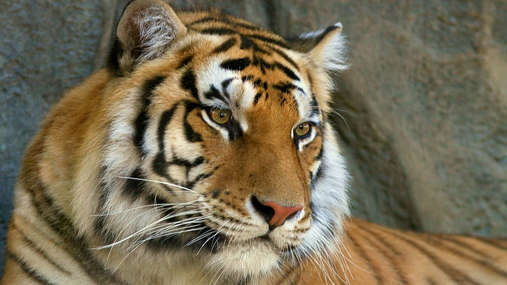 Siberian tiger, mustache, face, tiger, eyes, predator, HD wallpaper