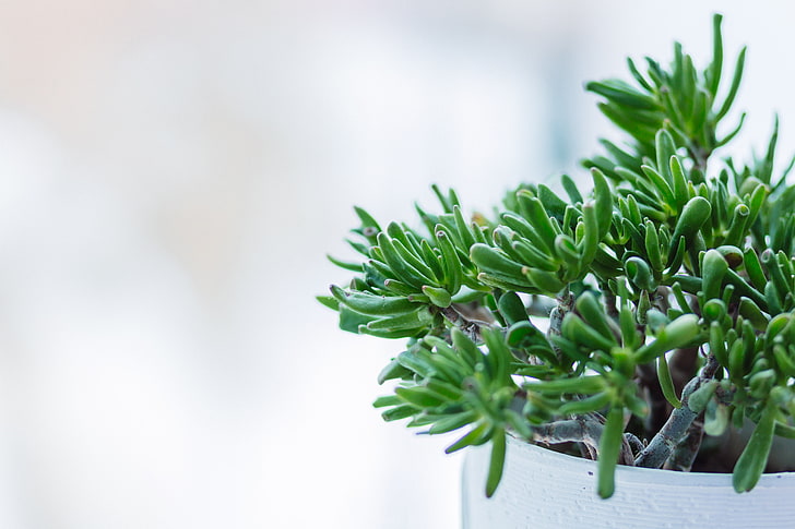pianta succulenta verde, pianta d'appartamento, vaso, ramoscelli, Sfondo HD