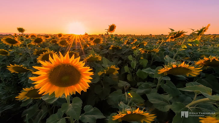 field, macro, sunflowers, sunset, photographer, Kenji Yamamura, HD wallpaper