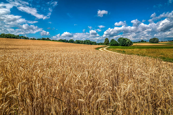 brown field during daytime, bavaria, bayern, bavaria, bayern, Bavaria, Endlich, Sommer, Bayern, brown field, daytime, Acker, Agriculture, Countryside, Feld, Kornfeld, Wiese, cornfield, Neuburg, Deutschland, rural Scene, nature, field, farm, wheat, summer, crop, cereal Plant, yellow, harvesting, sky, blue, gold Colored, outdoors, growth, landscaped, land, HD wallpaper