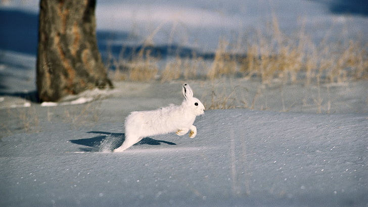white rabbit, snow, trees, rodent, fur coat, rabbit, HD wallpaper