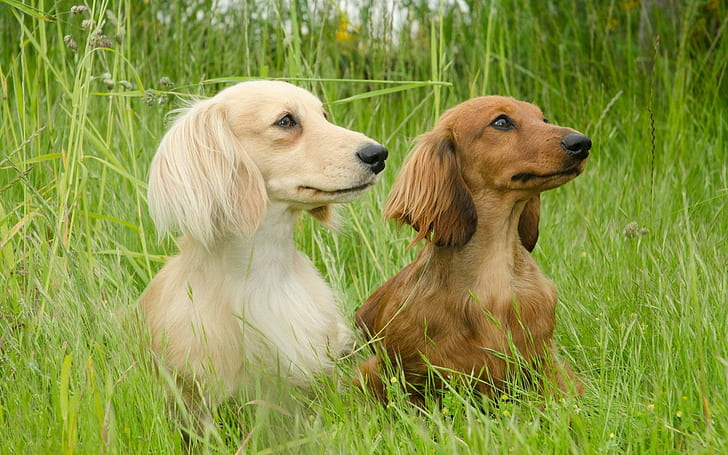 Dachshunds en la hierba, 2 dachshund de pelo castaño, animales, 1920x1200, dachshund, Fondo de pantalla HD