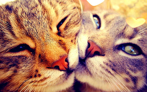 Sweethearts, lovely, cats, cuddly, sweethearts, sweet, cute, animals, HD wallpaper HD wallpaper