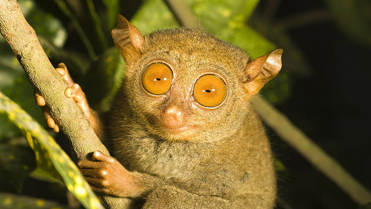 Tarsier, tarsier marrón, ojos, rama, primate, tarsier, Fondo de pantalla HD
