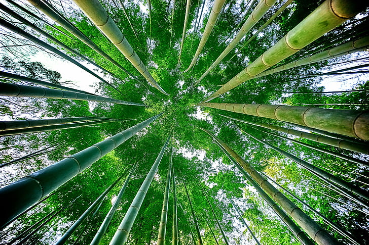low angle photography of bamboo trees, bamboo, bamboo, photography, trees, forest, ILCE-7M2, low angle shot, sony, F4, bamboo - Plant, tree, nature, bamboo Grove, arashiyama, green Color, leaf, plant, outdoors, japan, asia, growth, grove, bamboo Shoot, HD wallpaper