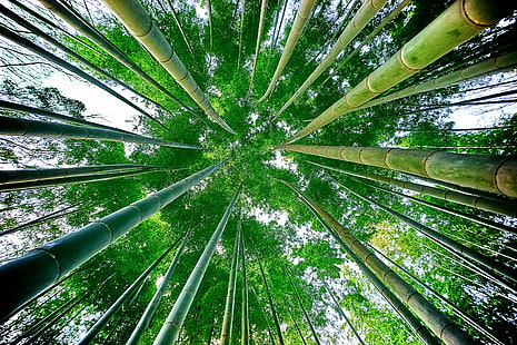 low angle photography of bamboo trees, bamboo, bamboo, photography, trees, forest, ILCE-7M2, low angle shot, sony, F4, bamboo - Plant, tree, nature, bamboo Grove, arashiyama, green Color, leaf, plant, outdoors, japan, asia, growth, grove, bamboo Shoot, HD wallpaper HD wallpaper