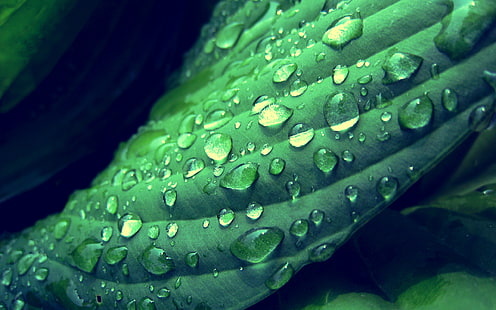 green leaf and dew drops, leaves, green, water drops, depth of field, plants, macro, HD wallpaper HD wallpaper