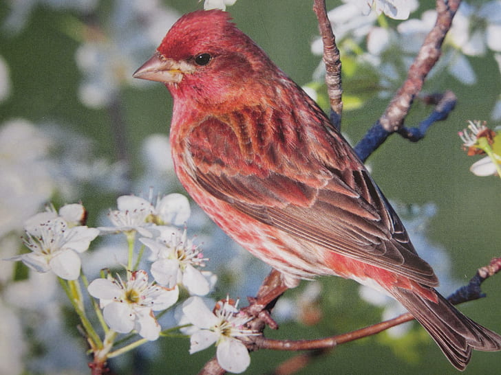 Red Bird HD 1080i, beautiful, bird, flowers, HD wallpaper