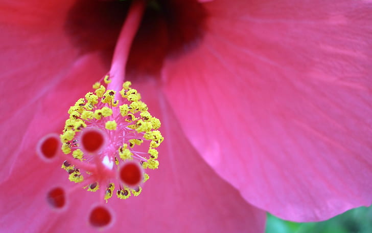 Ładny kwiatek, ładny kwiatek, Tapety HD
