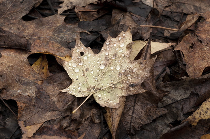 Herbst, Blätter, Ahornblätter, Natur, Kanada, HD-Hintergrundbild