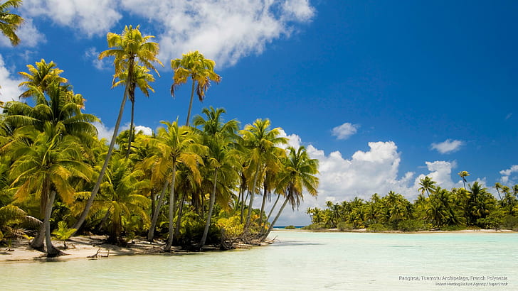 ランギロア島、ツアモツ諸島、フランス領ポリネシア、ビーチ、 HDデスクトップの壁紙
