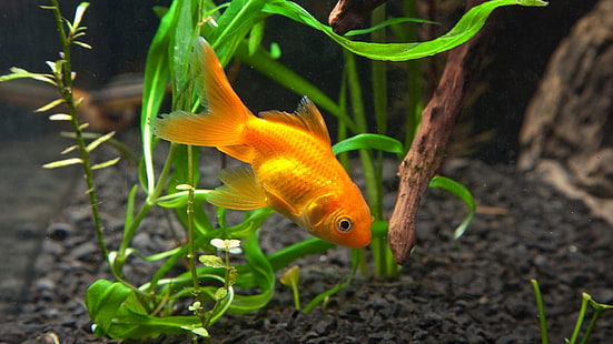 золотая рыбка, подводная, HD обои HD wallpaper