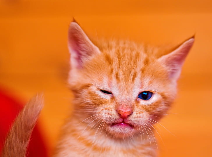 Gatito atigrado naranja sentado dentro de la habitación, lindo gatito, atigrado naranja, habitación, retrato, guiño, gato, macho, Suiza, Nikon d700, gato doméstico, animal, mascotas, felino, mamífero, animales domésticos, amarillo, naranja color, rojo,mirando, Fondo de pantalla HD