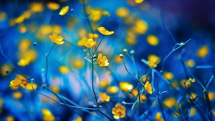yellow flowers, color, background, plant, stems, HD wallpaper