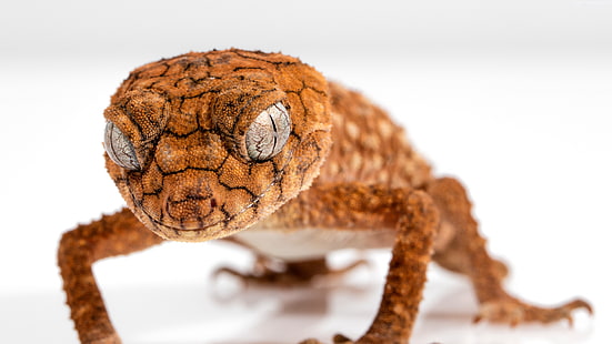 djur, reptil, gecko, ögon, ödla, Caledonian Crested Gecko, närbild, HD tapet HD wallpaper