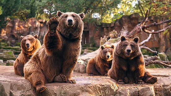 медведи, бурый медведь, млекопитающее, зоопарк, пустыня, медведь, живая природа, HD обои HD wallpaper