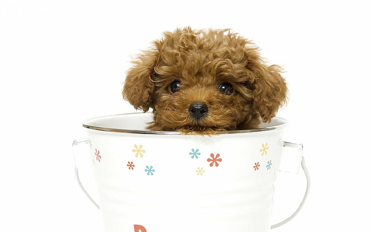 動物 かわいい 犬 プードル 子犬 ティーカップ Hdデスクトップの壁紙 Wallpaperbetter