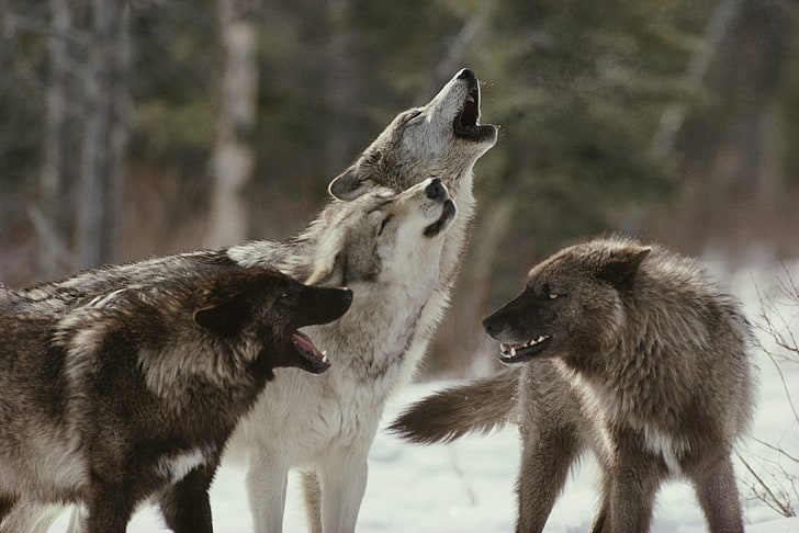 zwei schwarz-weiße Kätzchen, Wolf, Tiere, Winter, Schnee, Schärfentiefe, Pack, HD-Hintergrundbild