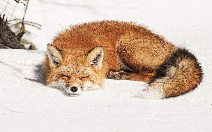 fox, animals, snow, HD wallpaper
