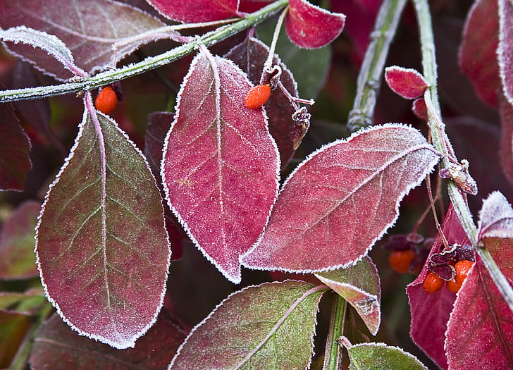 紫葉植物、冷ややかな、葉のマクロ撮影、マクロ撮影、紫、葉、植物、霜、自然、秋、季節、クローズアップ、枝、 HDデスクトップの壁紙