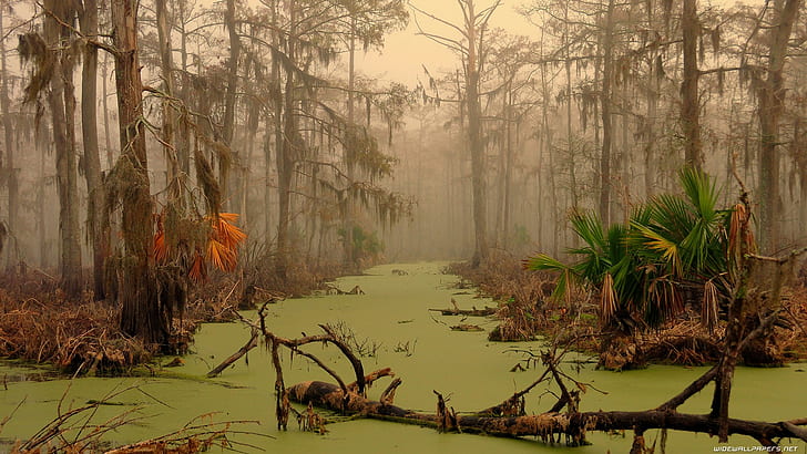 Swamps, Landscape, Trees, Nature, swamps, landscape, trees, nature, HD wallpaper