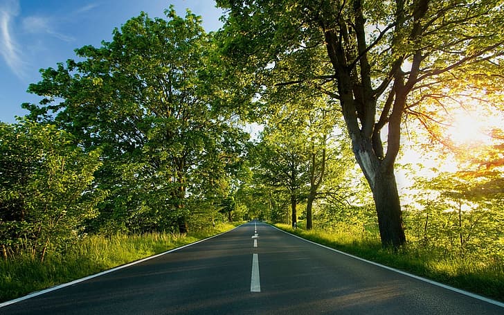도로, 나무, 태양열, HD 배경 화면