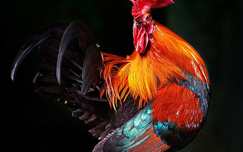 Rooster Feathers, beak, bird, rooster feathers, comb, HD wallpaper HD wallpaper