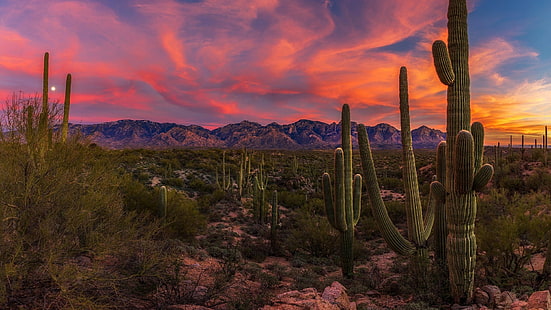 zachód słońca, arizona, kaktusy, stany zjednoczone, kaktus saguaro, pustynia sonorska, roślina, drzewo, park narodowy, wieczór, niebo, kaktus, zamontować scenerię, zarośla, krajobraz, chmura, roślinność, pustynia, pustynia, Tapety HD HD wallpaper