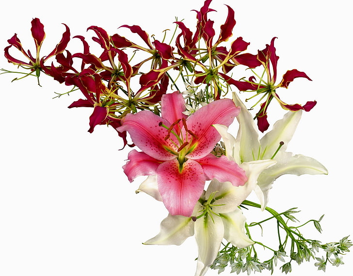 white and pink flowers, lilies, flowers, flower, stamens, HD wallpaper