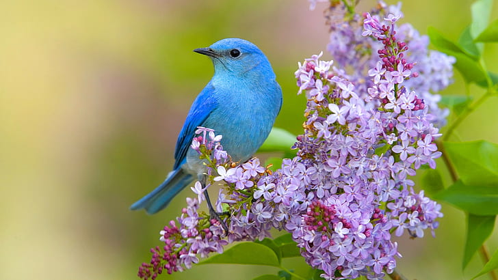 Burung dan bunga, parkit biru, Burung, musim semi, bunga, ungu, Wallpaper HD