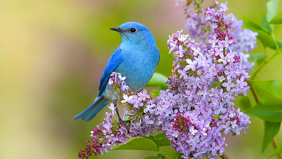 Ptak i kwiaty, papuga niebieska, Ptak, wiosna, kwiaty, liliowy, Tapety HD HD wallpaper