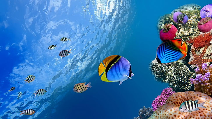 fish, blue sea, colorful fishes, water, underwater, fishes, coral reef, coral reef fish, marine biology, reef, stony coral, coral, sea, HD wallpaper