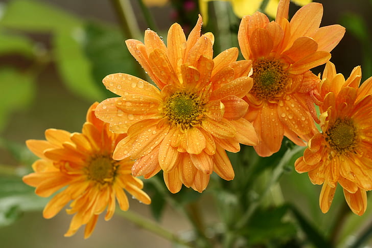 close up photo of four yellow petaled flowers filled with water droplets, orange, orange, Bouquet, Orange, close up, photo, yellow, flowers, water droplets, autumn, harvest  Thanksgiving, color, macro, John Morgan, nature, plant, flower, daisy, summer, petal, close-up, HD wallpaper