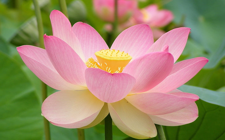 bunga merah muda dengan daun hijau, alam, bunga, bunga lotus, Wallpaper HD