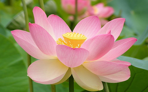 bunga merah muda dengan daun hijau, alam, bunga, bunga lotus, Wallpaper HD HD wallpaper