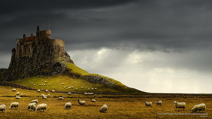 Lindisfarne Castle, Holy Island, Northumberland, England, Architecture, HD wallpaper