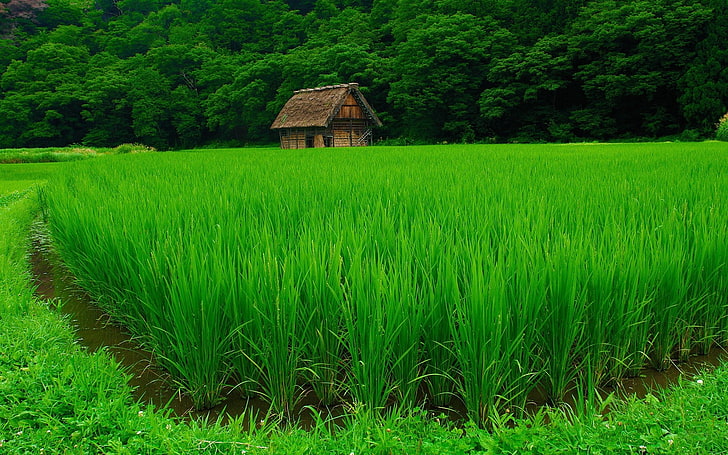 поле зеленой травы, трава, газон, красиво, лето, HD обои