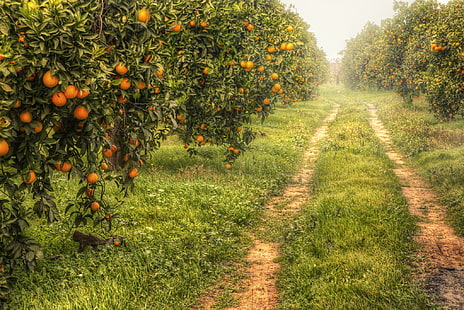 оранжеви плодове, природа, градина, мандарини, HD тапет HD wallpaper