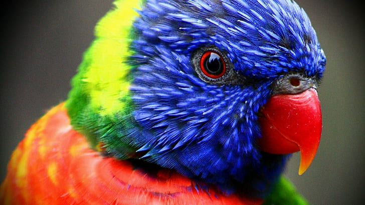 birds, Lorikeets, parrots, rainbow, HD wallpaper