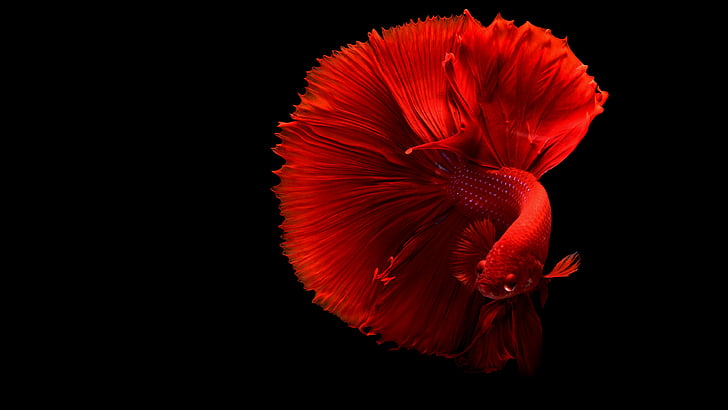 красная боевая рыба, рыба, 4к, HD обои
